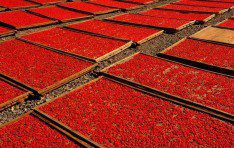 Plantingbase