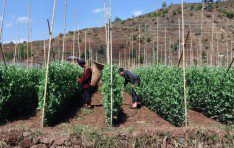 Plantingbase
