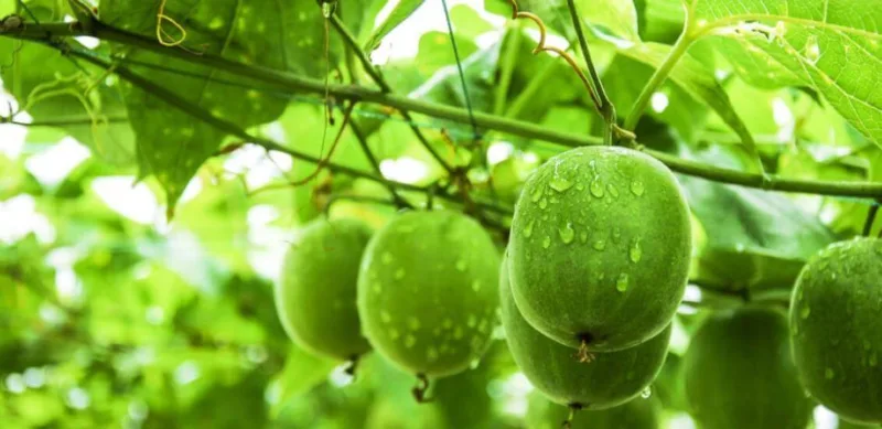 Why More And More People Choose Monk Fruit? Monk Fruit Extract