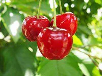 Foods To Support Kidney Function 7-Best-Foods-To-Support-Kidney-Function