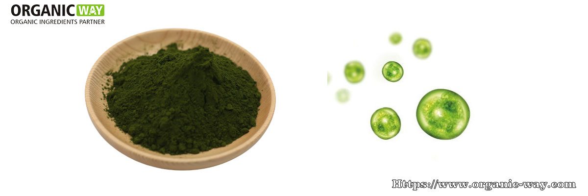 Clorella in polvere biologica
