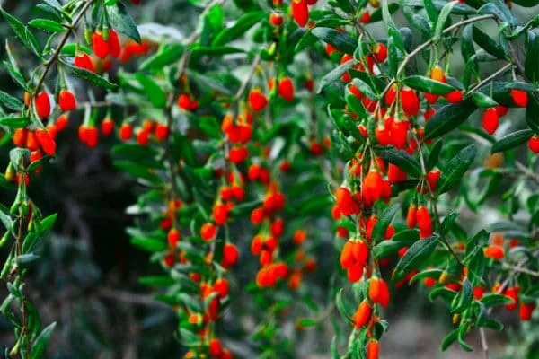 Organic goji berries supply is rarely this year goji-berry