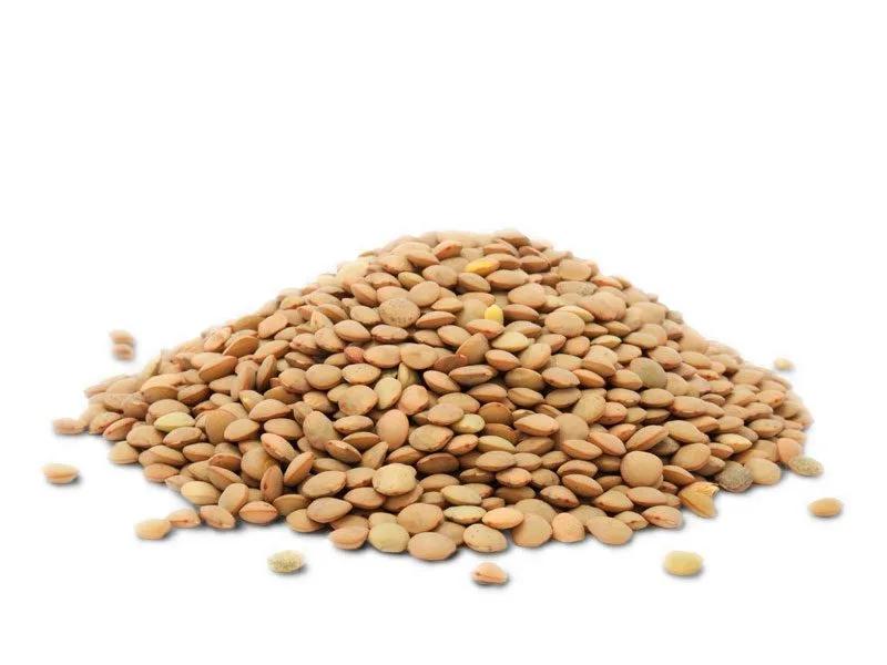 Lentil Organic Lentil