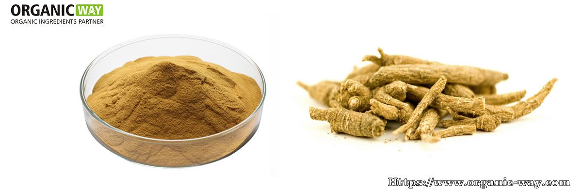 Poudre D'Extrait De Ginseng De Sibérie Biologique