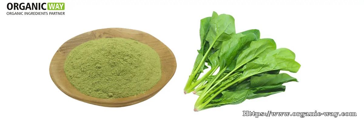 Organic-Spinach-Powder