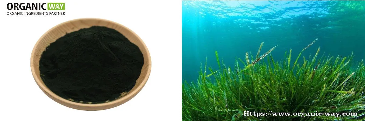 Polvo de espirulina orgánica Espirulina orgánica en polvo