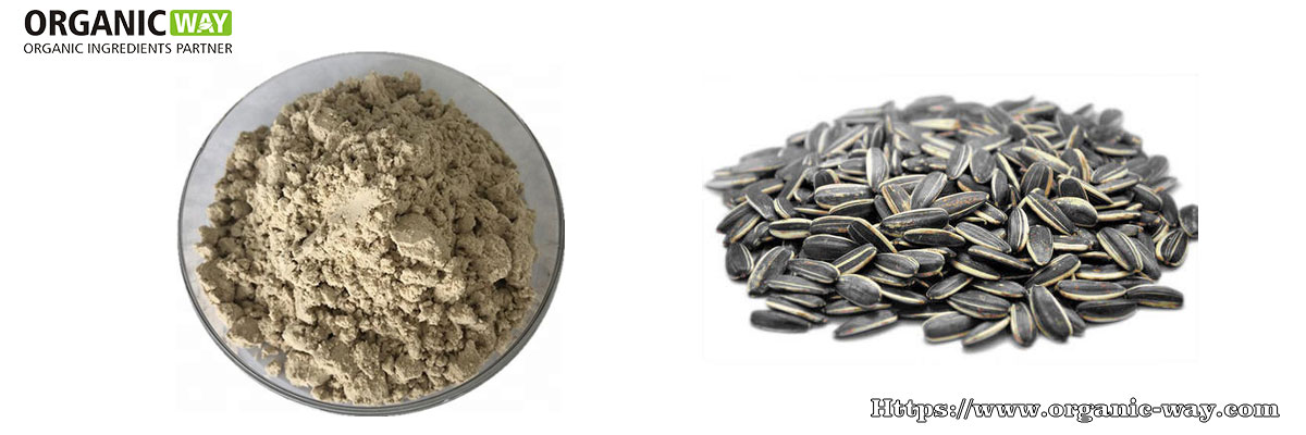 Organic-Sunflower-Seed-Protein