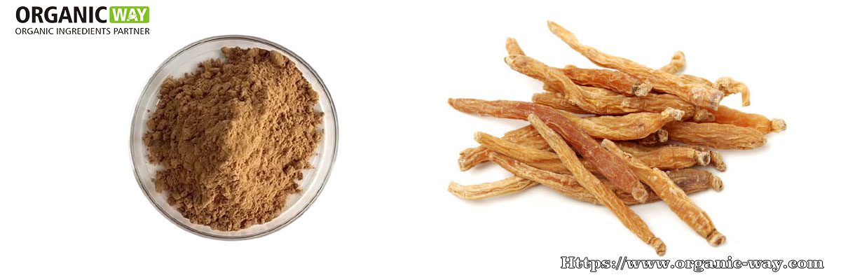 Bio-Extraktpulver aus rotem Ginseng