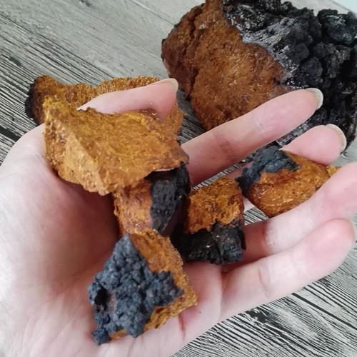 Chaga hat mehrere Nährwerte, zwei Forschungsrichtungen stehen im Mittelpunkt