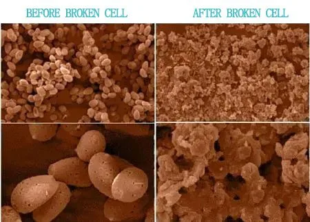Uncovering The Mystery Of Reishi Starts From Here! Broken Cell Reishi
