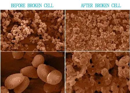 Broken cell reishi