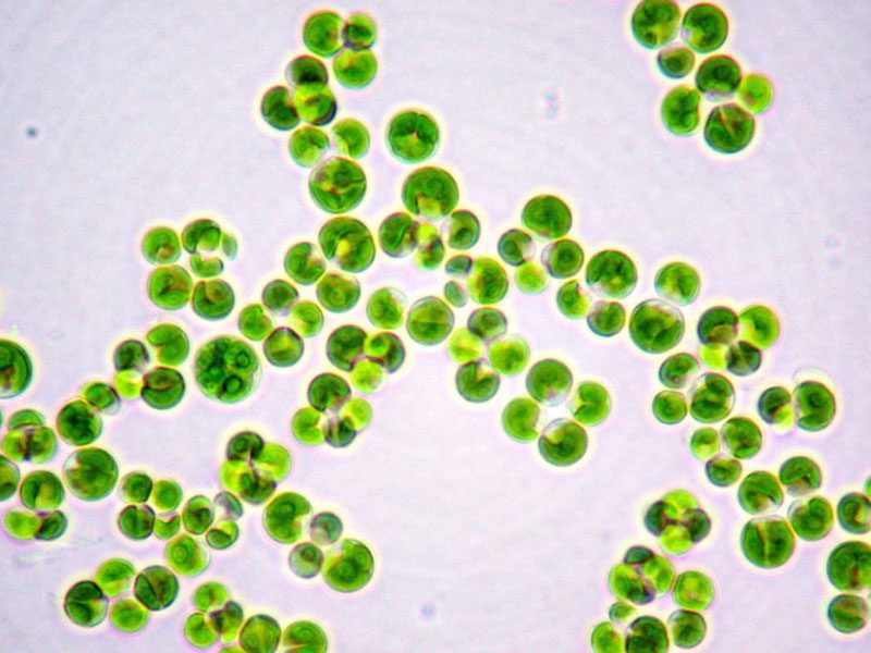 chlorella