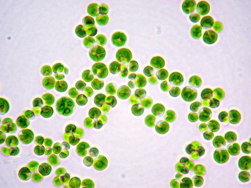 Chlorella