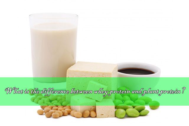 different between whey protein and plant protein