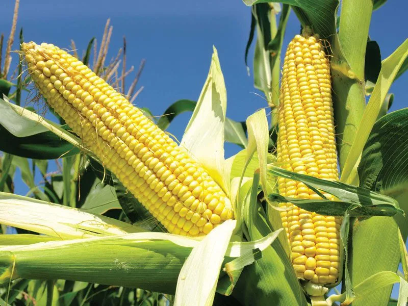 The price of organic corn and its deep-processed products is rising corn's image