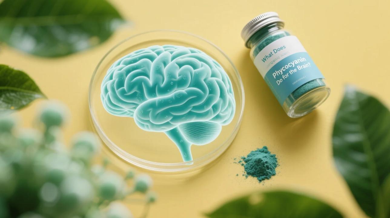 What Does Phycocyanin Do for the Brain? Unlocking Organic Phycocyanin Powder’s Cognitive Power