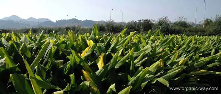 Why Turmeric So Popular? Organic-Curcuma-Powder