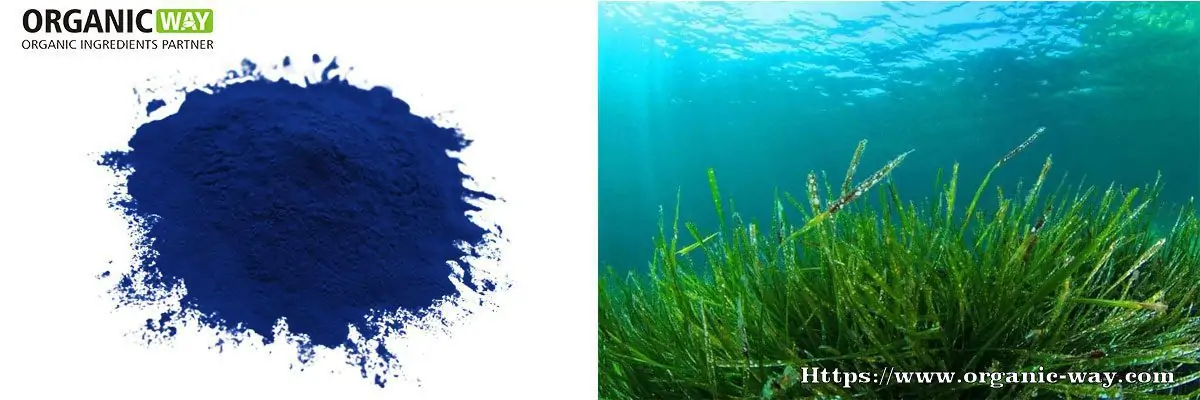 Organic Phycocyanin Organic Phycocyanin