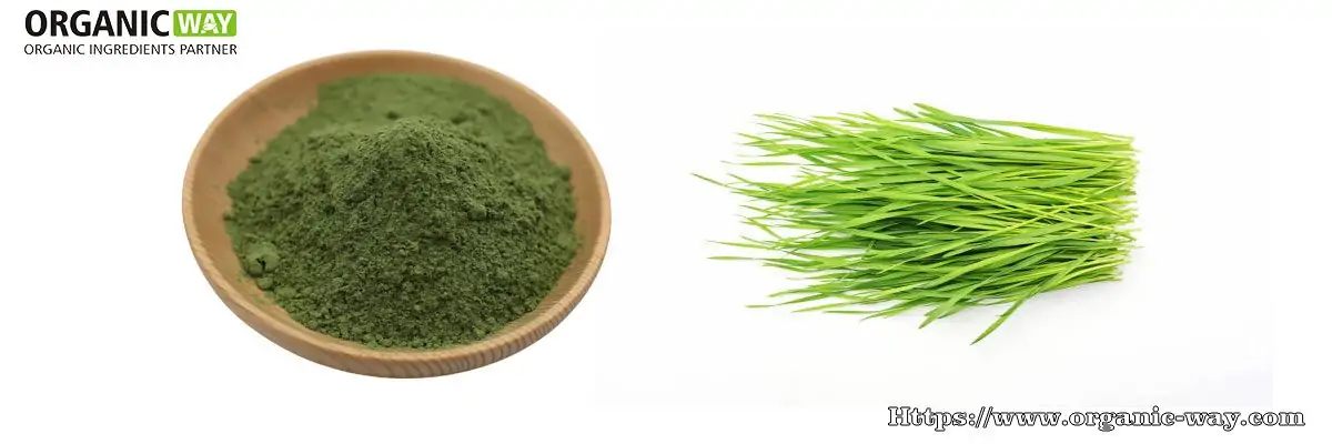 organic wheatgrass powder